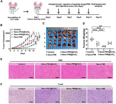 Assembling p53 Activating Peptide With CeO2 Nanoparticle to Construct a Metallo-Organic Supermolecule Toward the Synergistic Ferroptosis of Tumor